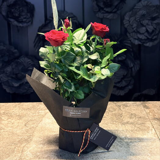 Rosier rouge de Sant Jordi🌹