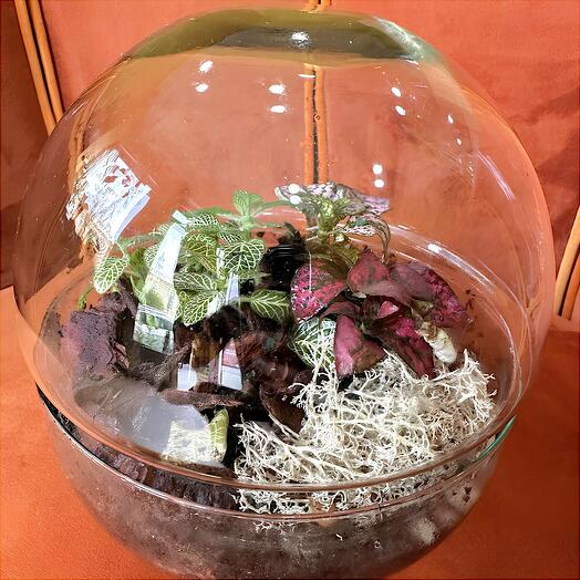 Terrarium pequeno