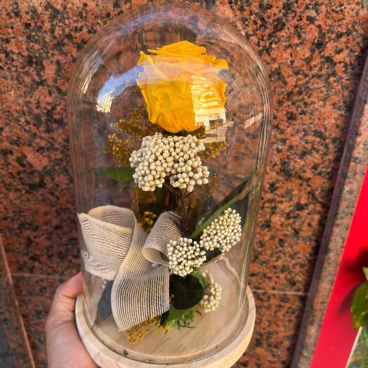 Cupula Rosa Amarilla Preservada