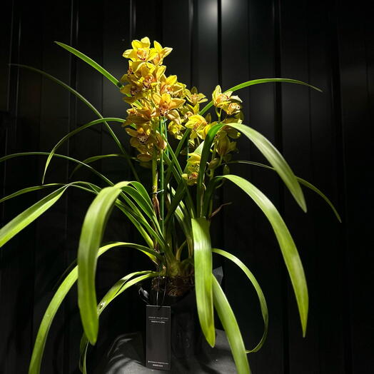 Cymbidium amarillo en maceta de ceramica