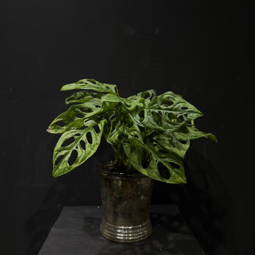 Monstera Adansonii en maceta decorativa