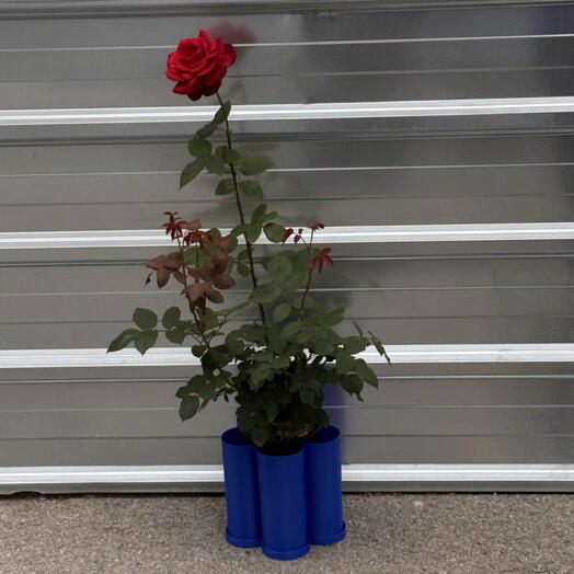 Rosa grande de San Jorge en una olla Buba