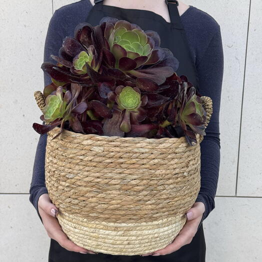 Suculenta Aeonium en maceta artesanal