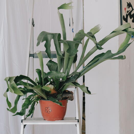 Platycerium Bifurcatum