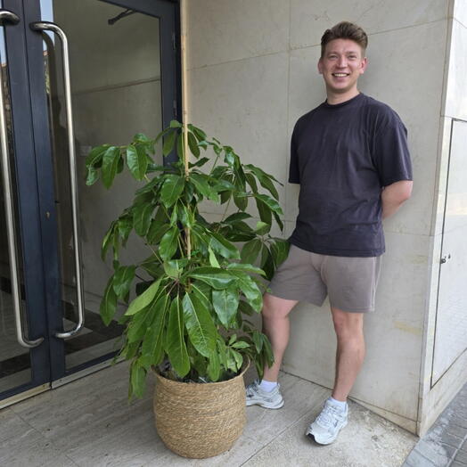 Actinofilla con cesta