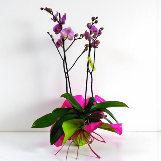 Orquidea para regalo – Elegancia natural con tres tallos florales