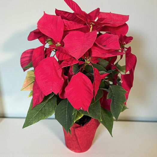 Estrella de Navidad Poinsettia