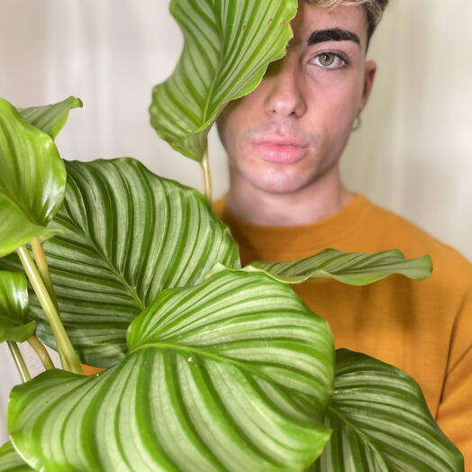 Calathea orbifolia - Stripes