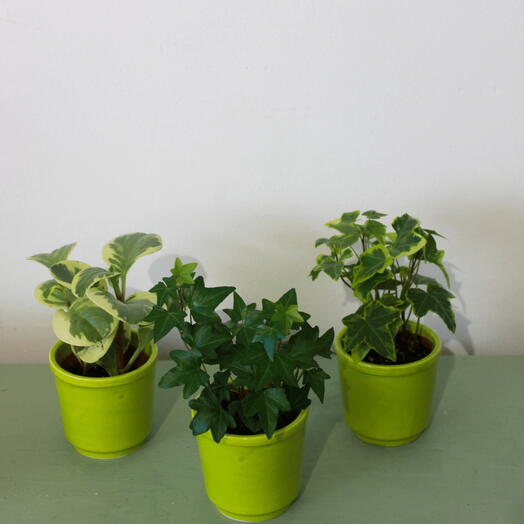 Trio mini plantas en maceta