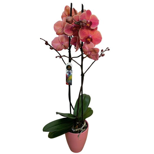 Planta de Orquidea Assisi con macetero