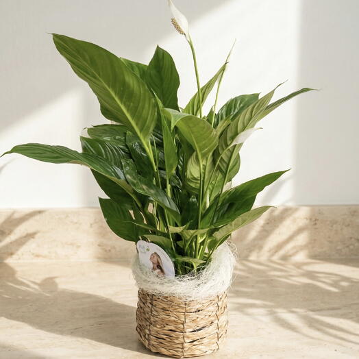 Spathiphyllum – Lys de la Paix | Plante d'Intérieur Purificatrice d'Air