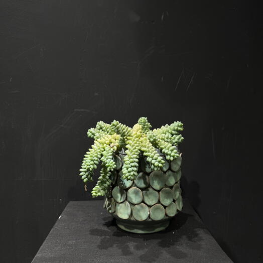 Maceta con sedum burrito colgante