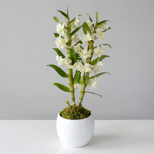 Planta Dendrobium