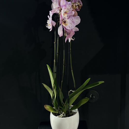 Orquidea con maceta blanca