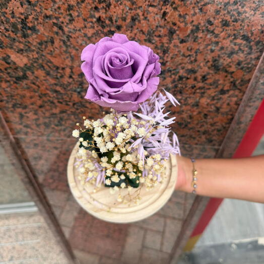Cupula Rosa Preservada Lavanda II