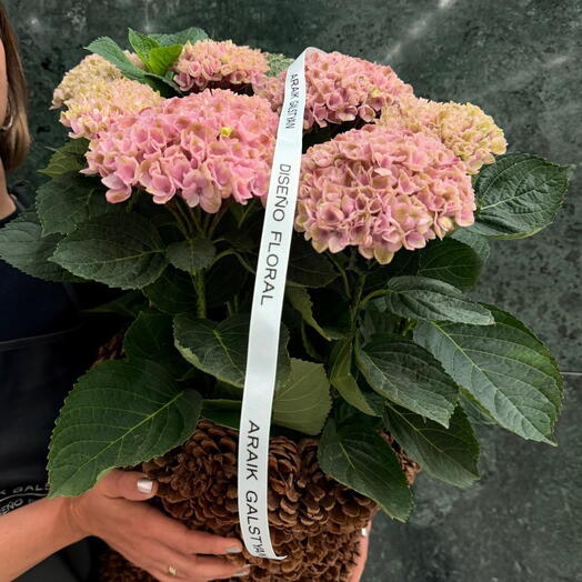 Hortensia rosada en maceta de cones
