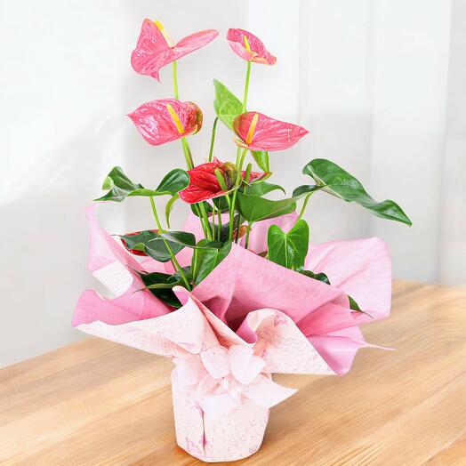 Planta Anthurium Rosada