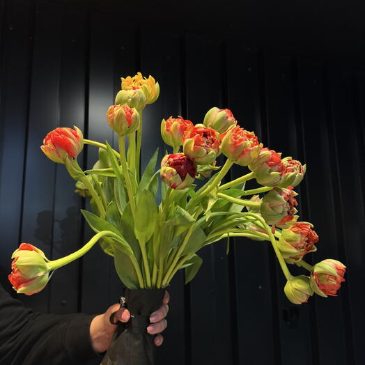 Peony-type tulips 29 units