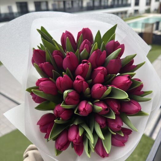35 Fucsia Tulips