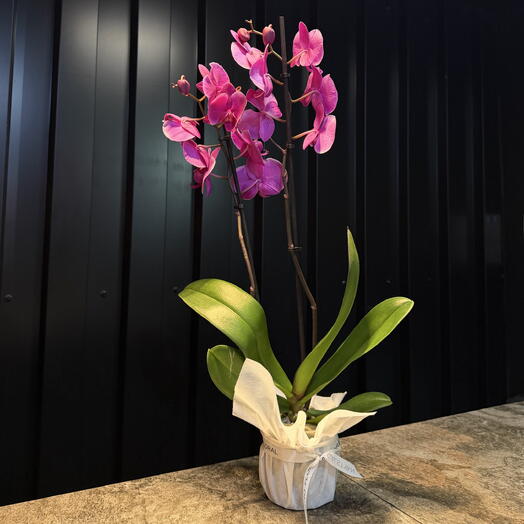 Phalaenopsis Rosada de ARAIK GALSTYAN