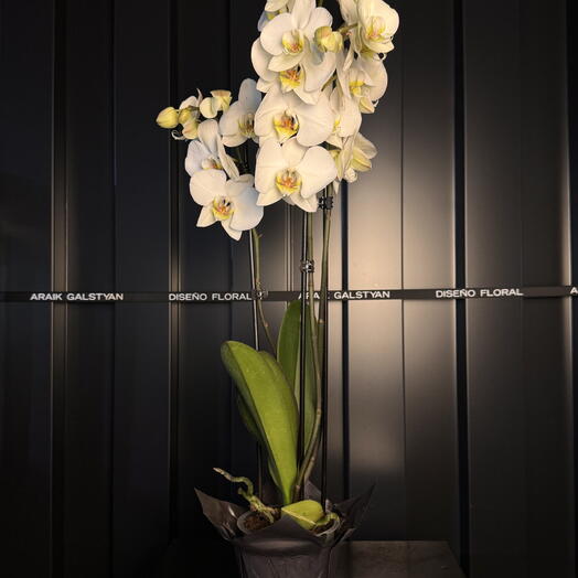 Orquidea grande Blanca Pura ARAIK GALSTYAN