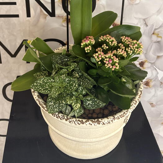 Potted composition of PHALEANOPSIS