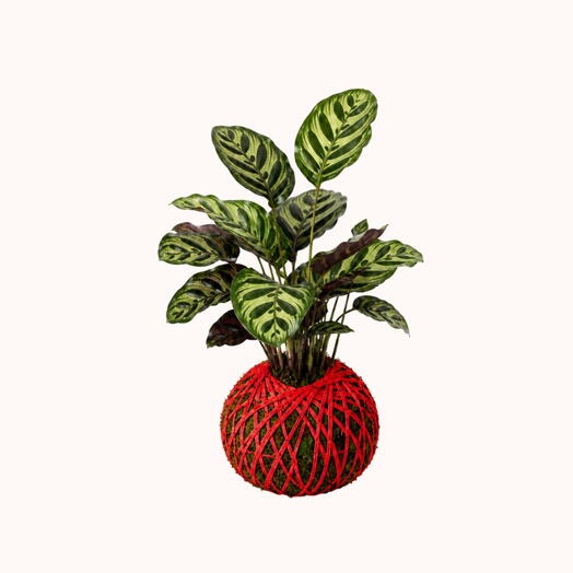 Kokedama Calathea Makoyana