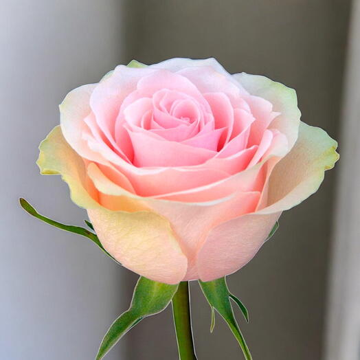 Rosa Frutteto
