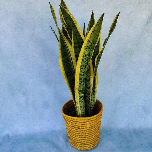 Snake plant with planter