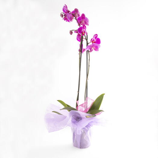 Fuchsia Orchid - Salatar