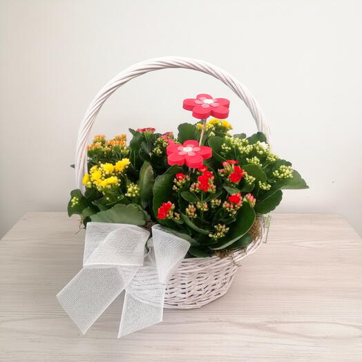 Cesta decorativa de calanchoe multicolor