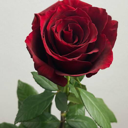 Rosa Roja Premium de Tallo Largo – Flor Clasica Romantica