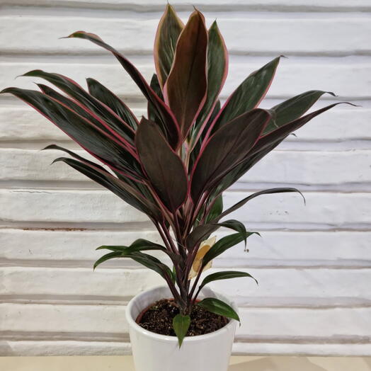 Cordyline