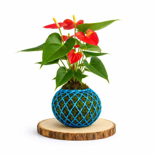 Anturio Kokedama Planta