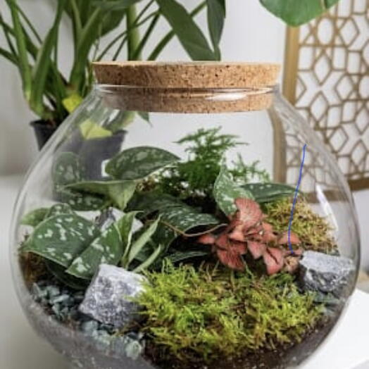 Terrarium Gaia