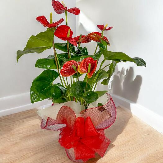 Planta de anthurium rojo
