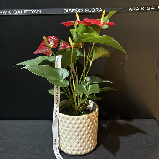 Planta Anthurium