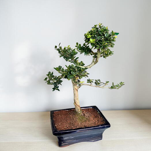 Bonsai