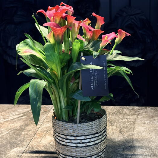 Calla lily plant in a basket