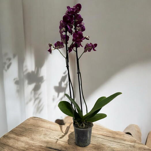 Orquidea morada