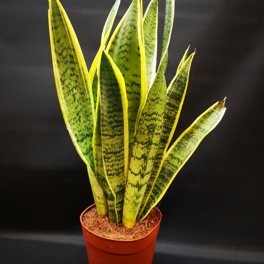 Sansevieria