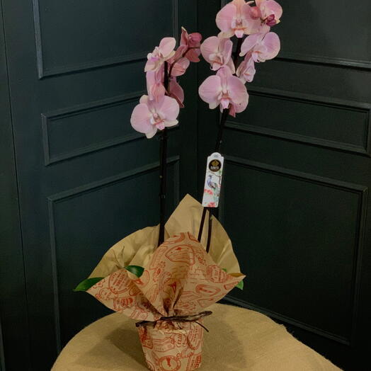 Orquidea Phalaenopsis rosa de dos tallos