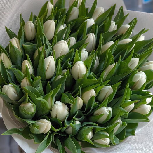 Tulipan blanco