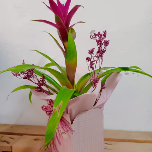Guzmania plant