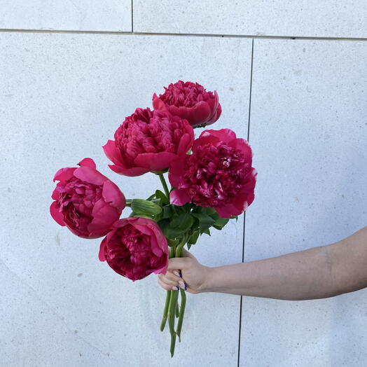 Blush Passion: Red   Pink Peony