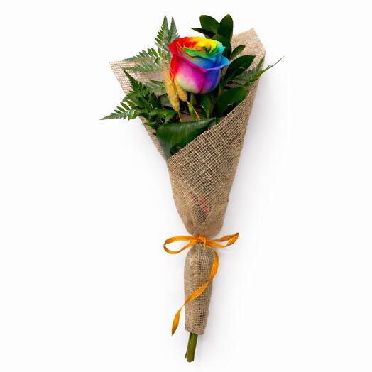 Rosa Sant Jordi multicolor premium