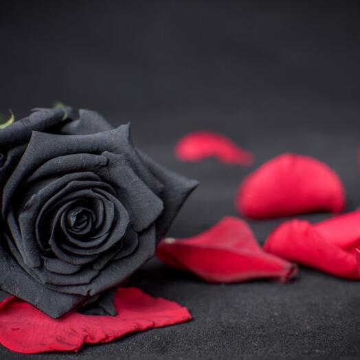 Prueba, rosa negra