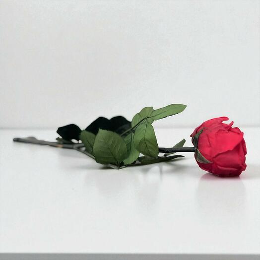 Preserved red rose