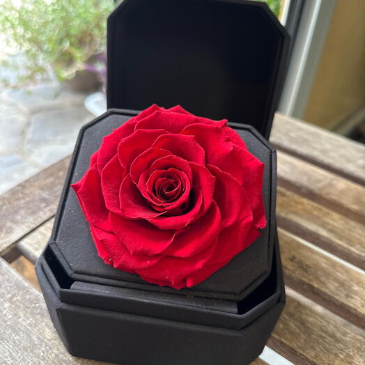 Rosa preservada eterna