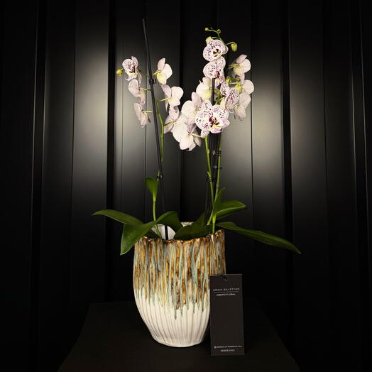 Orquidea en maceta de ceramica